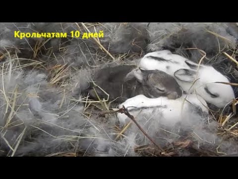 Видео: Кролики. 10 дней после рождения. Меняем подстилку в маточнике