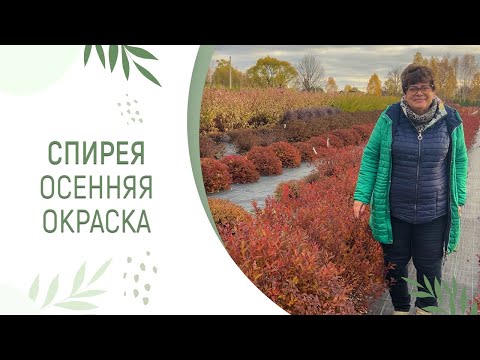 Видео: СПИРЕЯ | НЕВЕРОЯТНАЯ ОСЕННЯЯ ОКРАСКА