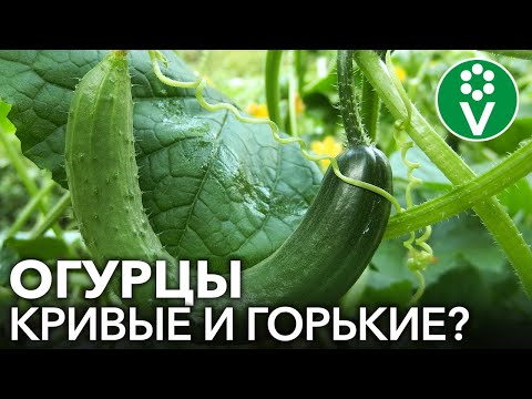 Видео: ГОРЬКИХ И КРИВЫХ ОГУРЦОВ НЕ БУДЕТ, если выполнять эти простые правила!
