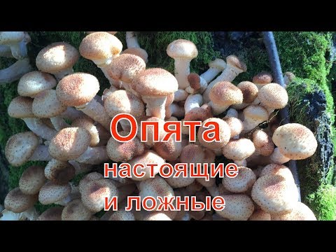 Видео: Ложные опята! Как отличить настоящие опята от ложных и несъедобных грибов.