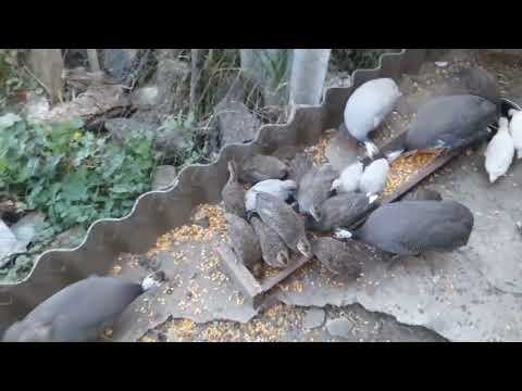 Видео: Мій ранок) індичата підросли)) знову поповнення.