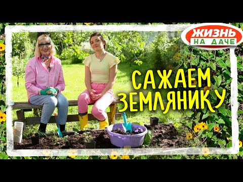 Видео: Земляника! Формируем идеальную ягодную грядку.