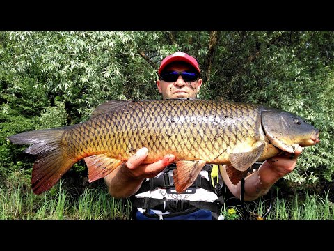 Видео: Охота на трофейного карпа днем с рогаткой.