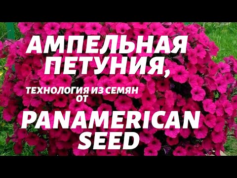 Видео: Технология выращивания ампельной петунии из семян от PanAmerican Seed