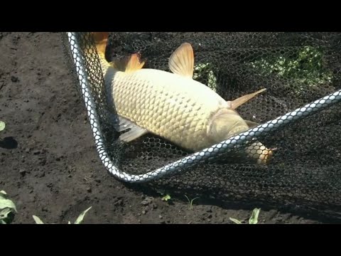 Видео: Страсти по сазану.  Красноярское водохранилище. Часть 1.