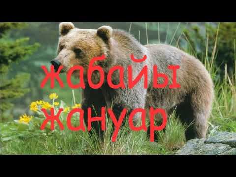 Видео: Жаратылыстану. Тема: Жабайы және үй жануарларының айырмашылығы