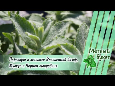 Видео: Пересорт с мятами Восточный базар, Мускус и Черная смородина