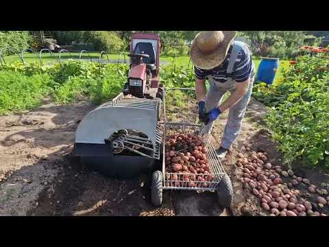 Видео: Копка картошки 2025! Potato digging 2025!