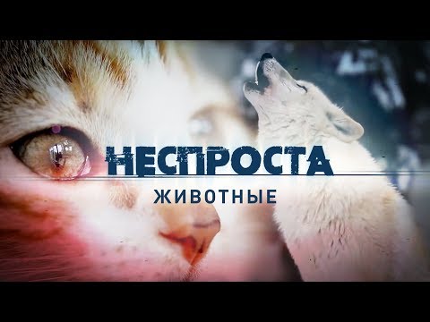 Видео: Животные | Неспроста