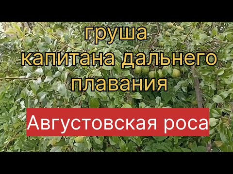 Видео: Груша капитана дальнего плавания. Августовская роса.