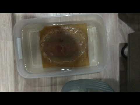 Видео: Аулофорус!разведение, кормление, и уход за аулофорусом!