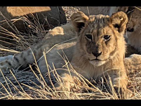 Видео: Африканские приключения.  Александр Трегуб в проекте "Время не ждет!" 9/30/25