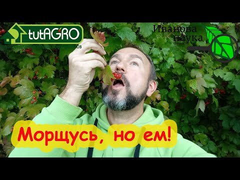Видео: КОГДА ПРАВИЛЬНО УБИРАТЬ КАЛИНУ, чтобы была вкусная и полезная. Польза и противопоказания калины.