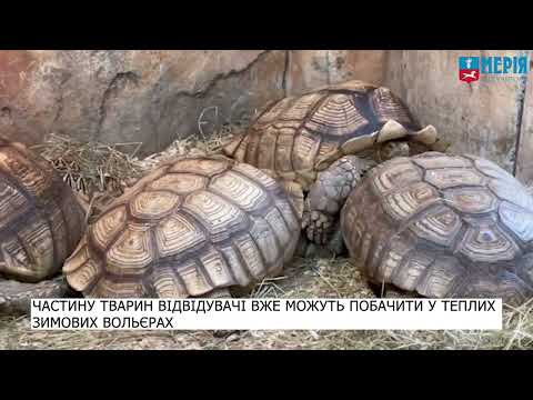 Видео: Черкаський зоопарк готується до зими