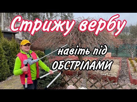 Видео: Стрижка.Верба цільнолиста Пендула на штамбі.Як зробити парасольку з крони.Сад.Дача.