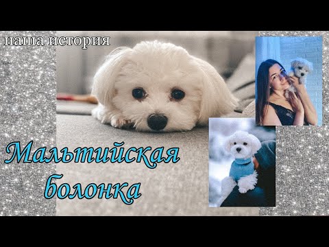 Видео: Мальтийская болонка | Скандальная история покупки | Мой опыт | с собакой в съемной квартире| Советы