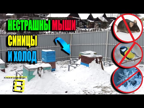 Видео: НАДЕЖНАЯ ЗАЩИТА ПЧЕЛ (ПАСЕКИ) ОТ СИНИЦ, МЫШЕЙ, ВЕТРА, ХОЛОДА ЗИМОЙ.  ЛЮБИТЕЛЬСКОЕ ПЧЕЛОВОДСТВО 23-43