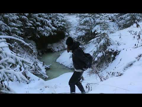 Видео: Первый зимний день в Кологривском лесу 2023