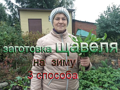 Видео: Щавель на зиму, 3 способа заготовки