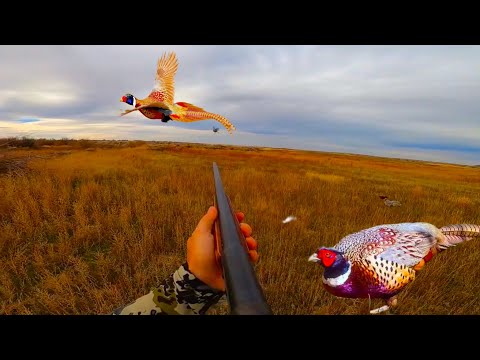 Видео: 410 Shotgun Challenge! Охота на фазанов и их приготовление