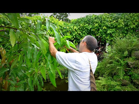 Видео: Обрезка манговых деревьев: 101 с доктором Ричардом Кэмпбеллом