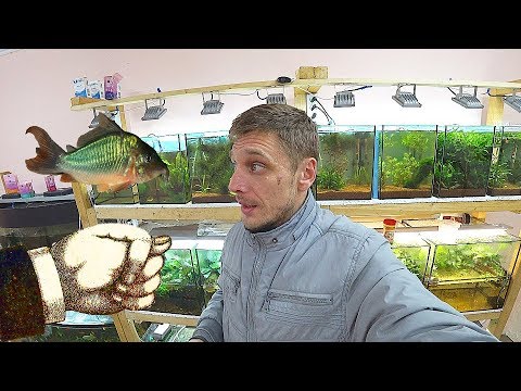 Видео: Результат по Брохисам