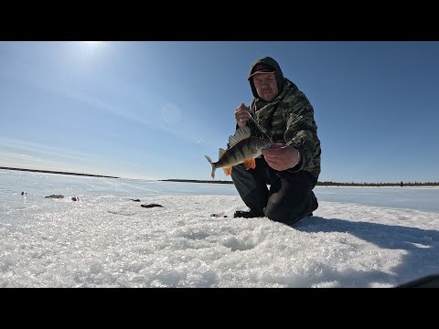 Видео: Закрываем сезон твёрдой воды мощными поклёвками окуней майским тёплым денёчком.