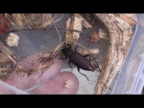 Видео: Запуск фермы зофобаса.  Часть 1