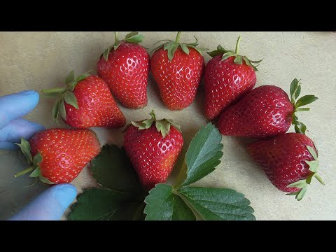 Видео: АНИЯ! Сорт с ароматом лесной земляники. / Коллекция Светланы Татур.
