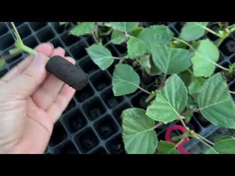 Видео: Про пробки для черенкования - вегетативные преформы Джиффи (jiffy)