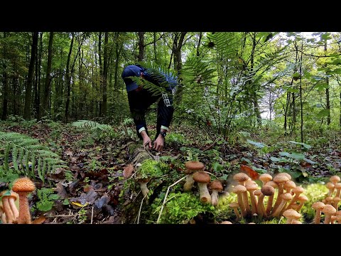 Видео: Этот лес усыпан грибами!Собираю ОПЯТА