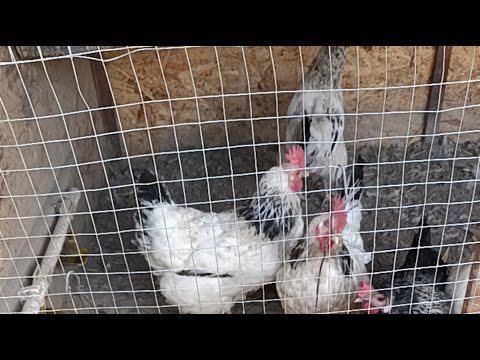 Видео: Уй Шароитида Кандей Товук бокса булади