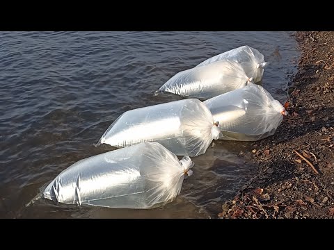 Видео: Зарыбление Лысьвенского пруда!