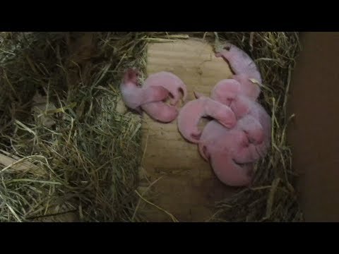 Видео: Новорожденные ХОРЬКИ  Как растут ХОРЬКИ от1 до 30 дней