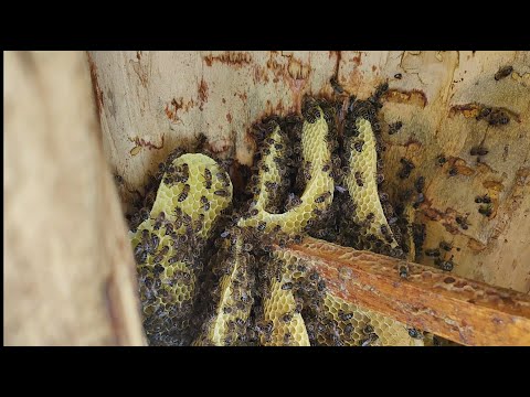 Видео: Нестандартная ситуация в колоде!