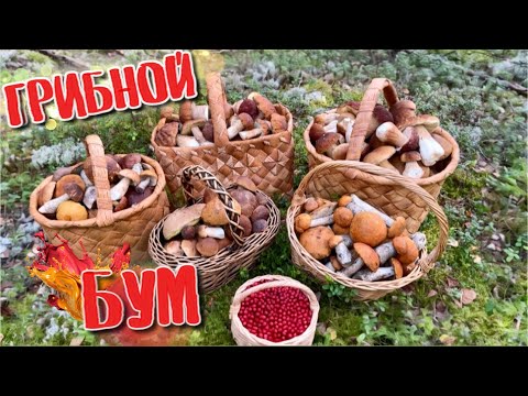 Видео: 💥СТОЛЬКО ГРИБОВ ДАВНО НЕ ВИДЕЛ! Смотрите до конца! Грибы 2025