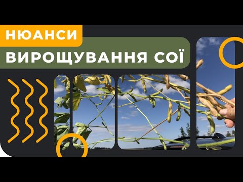 Видео: ВИРОЩУВАННЯ СОЇ. НА ЩО ЗВЕРНУТИ УВАГУ?