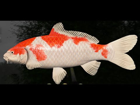 Видео: Русская рыбалка 4 !!!