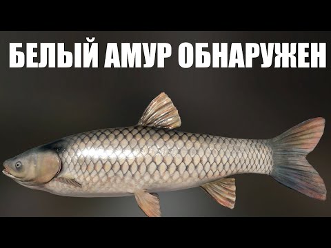 Видео: БЕЛЫЙ АМУР ОБНАРУЖЕН. Фарм Амура на Старом Остроге в РР4