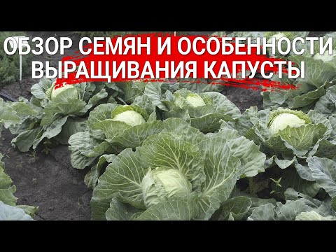 Видео: Обзор семян и особенности выращивания капусты