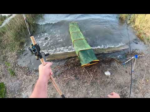 Видео: РЫБАЛКА2023 ВОЛЧИЕ ВОРОТА ОТЛОВИЛИС ОТЛИЧНО ПО КАРАСЮ!!