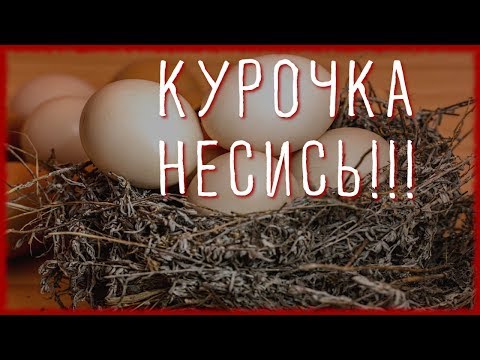 Видео: 10 СОВЕТОВ ЧТОБЫ КУРЫ неслись ЗИМОЙ КАК ЛЕТОМ. #2. Чем кормить кур чтобы хорошо неслись?