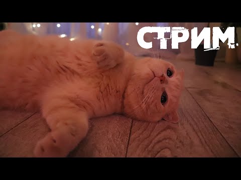 Видео: ВНЕЗАПНЫЙ СТРИМ: ВАЖНЫЕ НОВОСТИ И ИНТЕРЕСНОСТИ ДЛЯ ВАС 😉