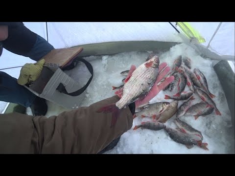 Видео: Белоярское водохранилище(зеленый забор) 1 января 2024 год.Ловля окуня.