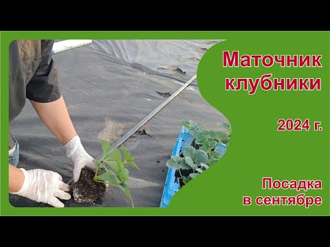 Видео: Маточник клубники, посаженный в сентябре 2024 г. Пригород Воронежа.