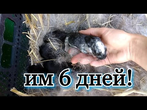 Видео: 10. Крольчатам 6 дней! Осмотр гнезда. Что нужно знать. Порода Рекс.