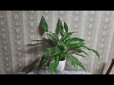 Видео: Спатифилум на автополиве с индикатором уровня воды. 22.01.2024.