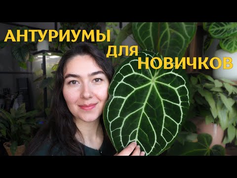 Видео: ТОП 8⚡САМЫХ НЕПРИХОТЛИВЫХ антуриумов⚡АНТУРИУМЫ для НАЧИНАЮЩИХ