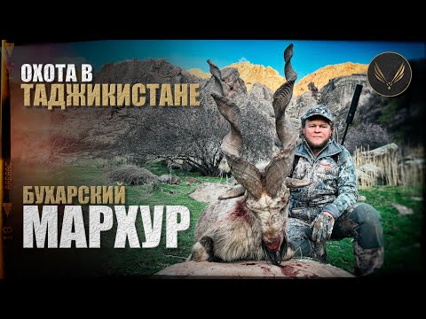 Видео: ОХОТА В ТАДЖИКИСТАНЕ | БУХАРСКИЙ МАРХУР | БУХАРСКИЙ УРИАЛ | ОХОТА С ДЕНИСОМ МОРОЗОВЫМ