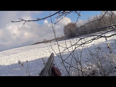 Видео: Охота на зайца 2025